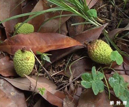 荔枝坐果率怎么提高？