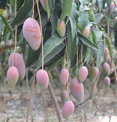 红金龙芒果品种好不好？附图片