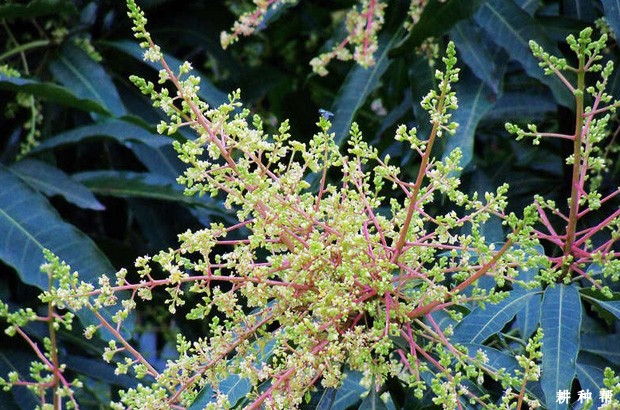 芒果树花期如何提高坐果率？