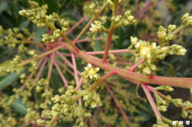 芒果树花期如何提高坐果率？