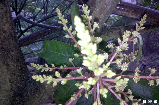 芒果树花期如何提高坐果率？
