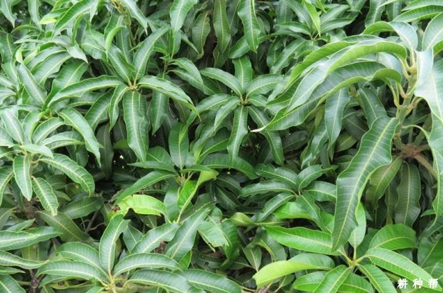 芒果如何控梢？