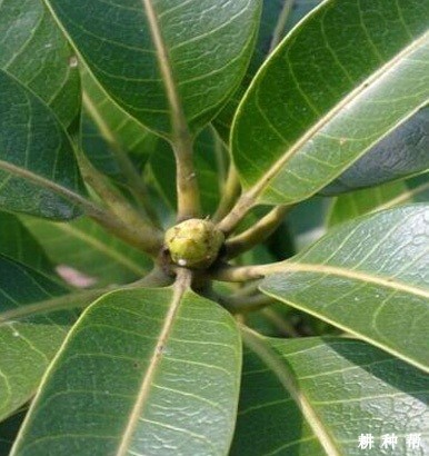 芒果如何控梢？