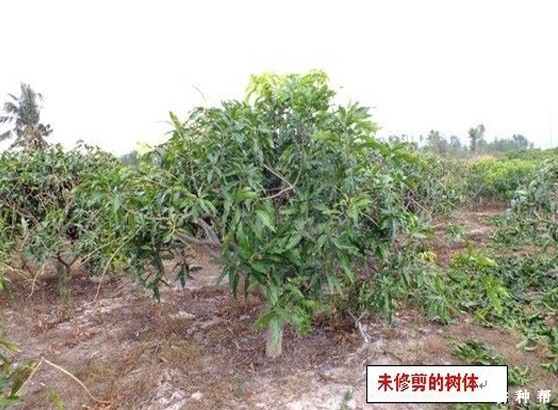 芒果树怎么样修剪？