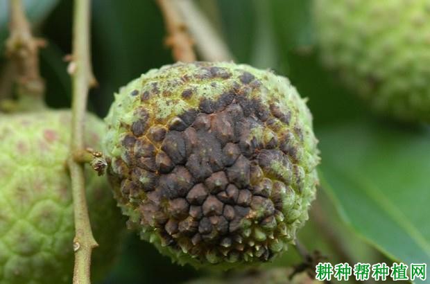 荔枝炭疽病如何治疗？附图片