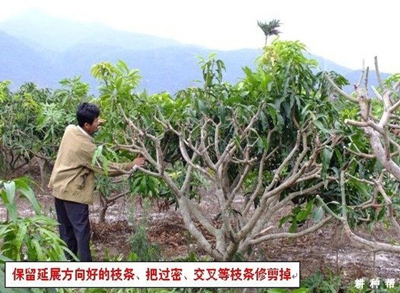 芒果树怎么样修剪？