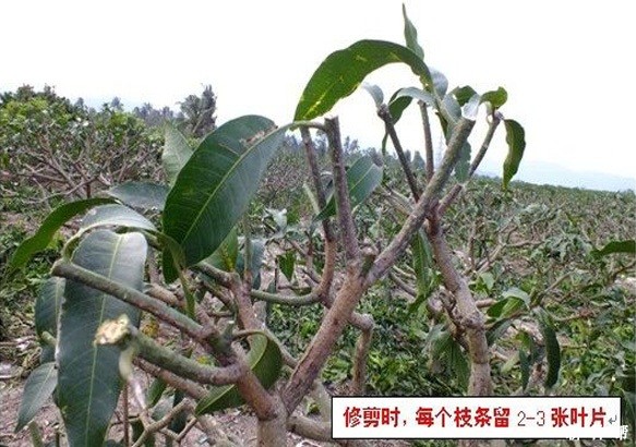 芒果树怎么样修剪？