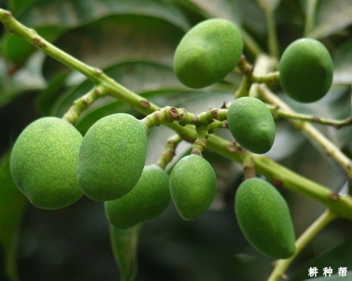 芒果果实为什么要套袋？