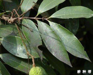 荔枝煤烟病有哪些症状？附图片