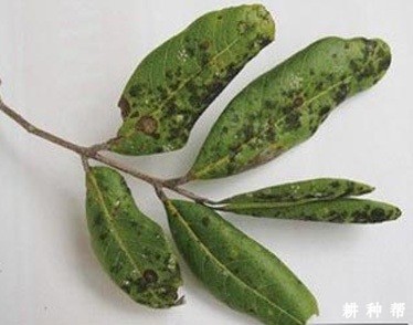 荔枝煤烟病有哪些症状？附图片