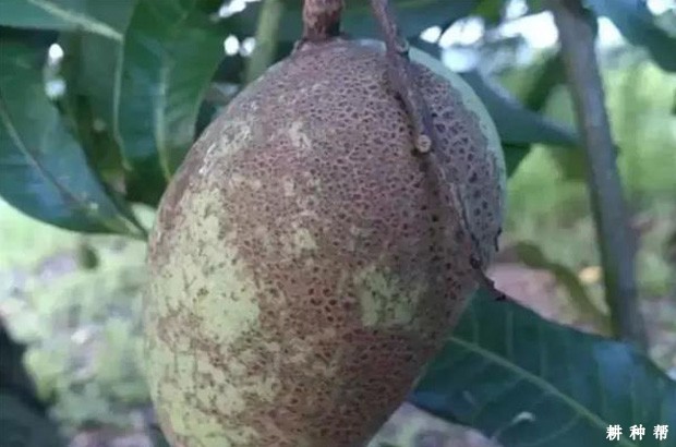 芒果疮痂病怎么防治？附图片
