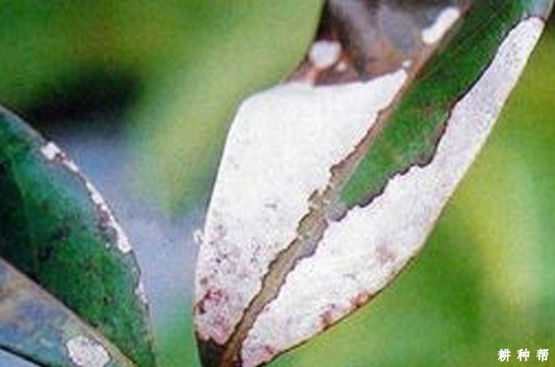 荔枝叶枯病有哪些症状？附图片