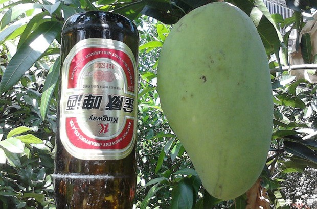 金煌芒果品种好不好？附图片