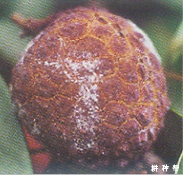 如何防治荔枝酸腐病？