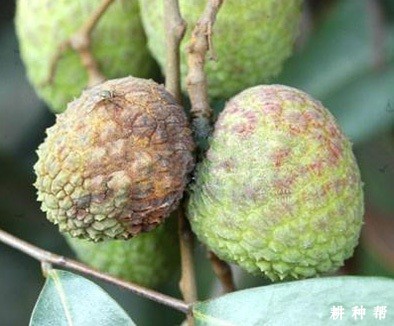 如何防治荔枝酸腐病？