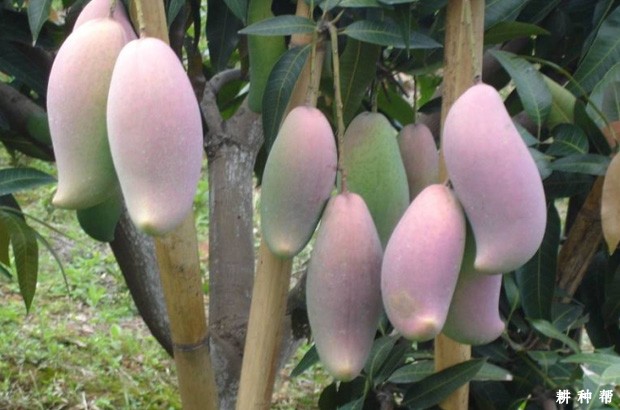 红象牙芒果品种怎么样？附图片