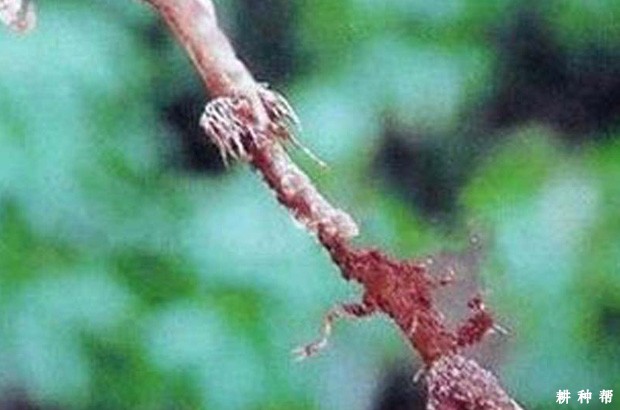 龙眼根腐病怎么防治？
