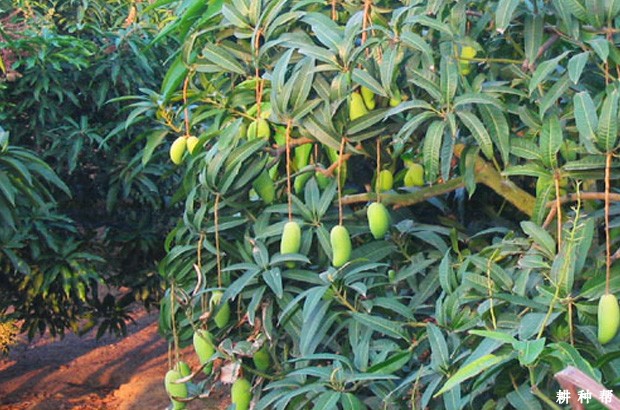 芒果树种植条件是什么？