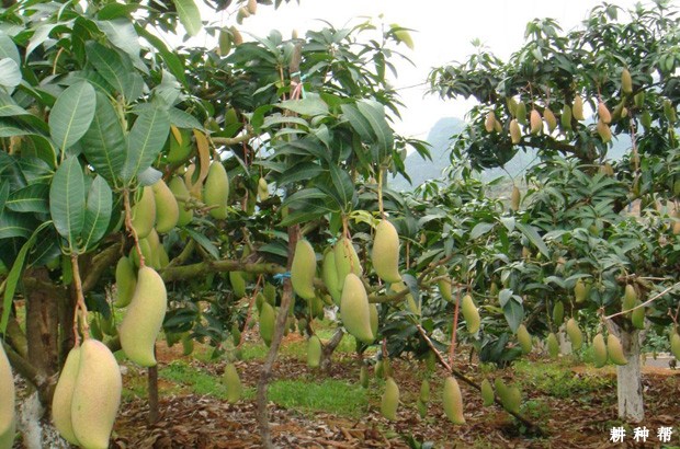 芒果树种植条件是什么？