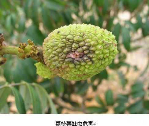 荔枝蒂蛀虫用什么药防治好？附图片