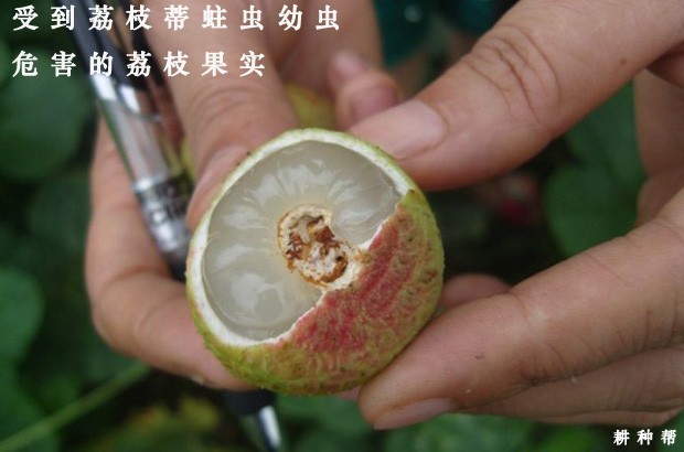 荔枝蒂蛀虫用什么药防治好？附图片
