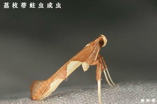 荔枝蒂蛀虫用什么药防治好？附图片