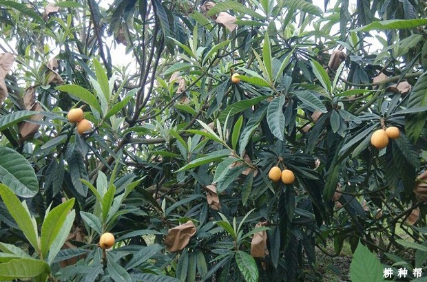 大五星枇杷品种好不好？