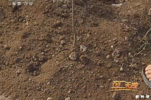 枇杷树怎么样移栽成活率高？