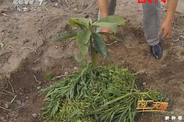 枇杷树怎么样移栽成活率高？