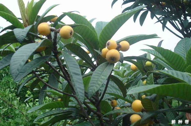 芒果在什么时候成熟？