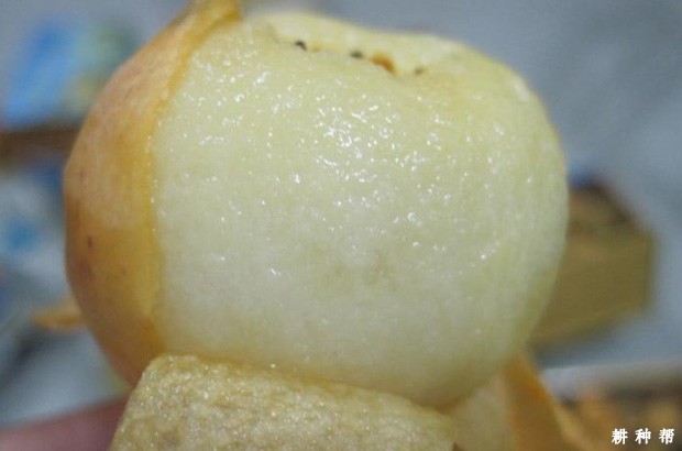 白沙白玉枇杷品种怎么样？
