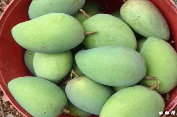 生芒果怎么让它熟？
