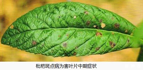 什么是枇杷斑点病？附图片