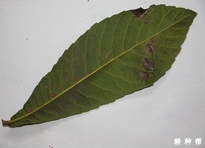 什么是枇杷灰斑病?附图片 什么是枇杷灰斑病?附图片