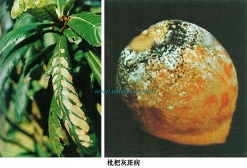什么是枇杷灰斑病?附图片 什么是枇杷灰斑病?附图片