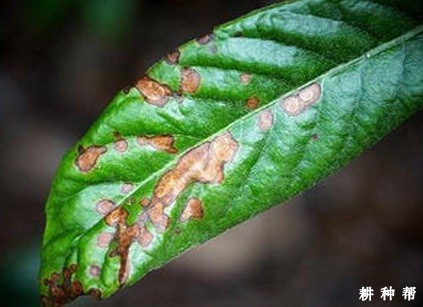 什么是枇杷灰斑病?附图片 什么是枇杷灰斑病?附图片