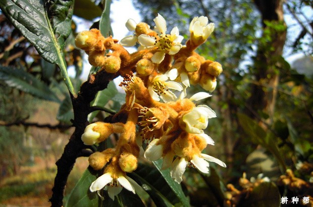 枇杷花什么时候开？