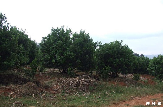 杨梅树适宜哪里种植？