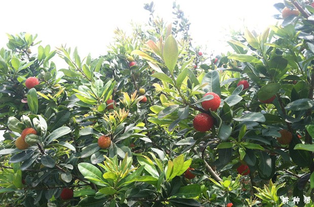 杨梅树适宜哪里种植？