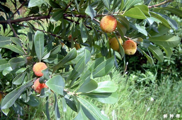 杨梅树适宜哪里种植？