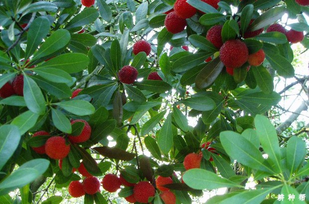 杨梅树适宜哪里种植？