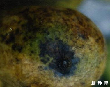 什么是芒果蒂腐病？附图片