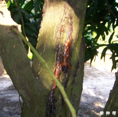 芒果流胶病怎么防治？附图片