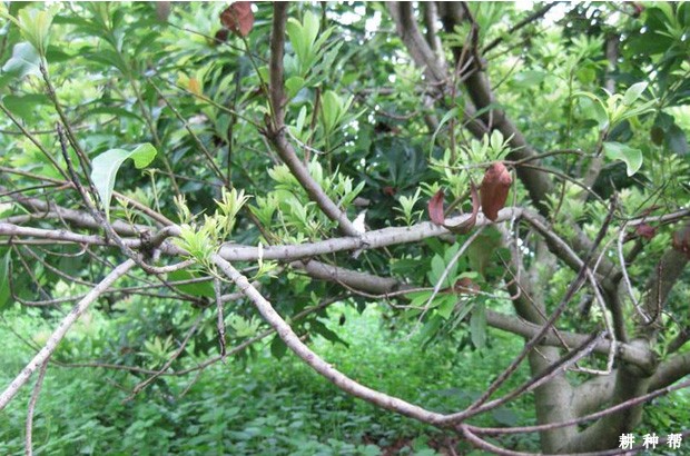 什么是杨梅枝腐病？附图片