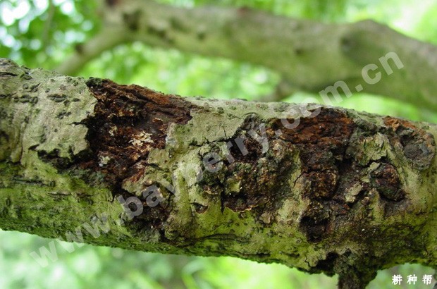 什么是杨梅枝腐病？附图片