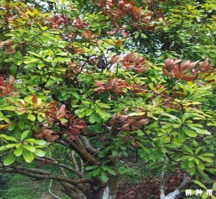 什么是杨梅枝腐病？附图片