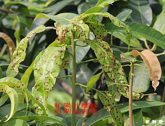 芒果叶瘿蚊如何防治?附图片 芒果叶瘿蚊如何防治?附图片