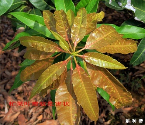 芒果叶瘿蚊如何防治?附图片 芒果叶瘿蚊如何防治?附图片