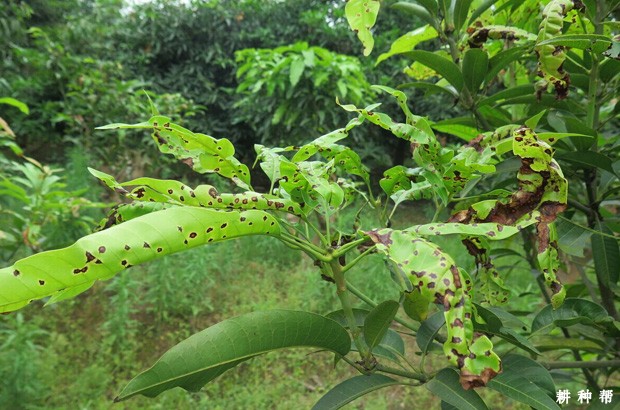 芒果叶瘿蚊如何防治?附图片 芒果叶瘿蚊如何防治?附图片