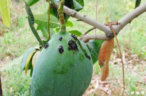 芒果细菌性黑斑病有哪些危害？附图片